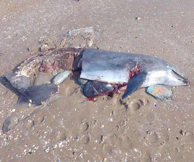 Exterminan delfines en playas Exterminan delfines en playas