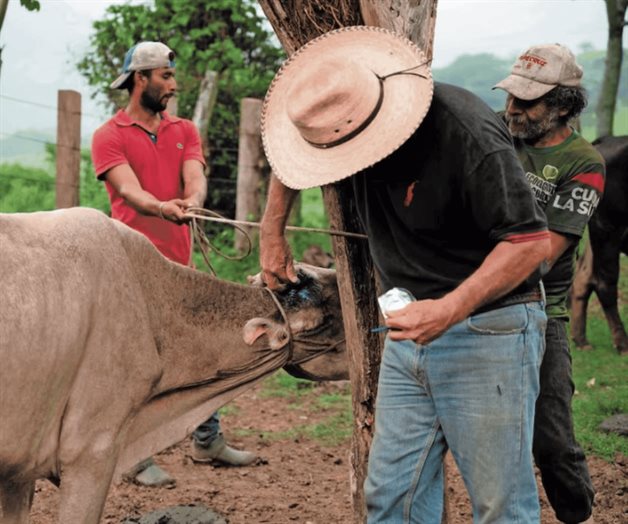 Ganaderos publican carta sobre situación con gusano barrenador Ganaderos publican carta sobre situación con gusano barrenador