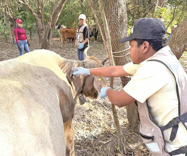 Colapsa exportación ganadera Colapsa exportación ganadera