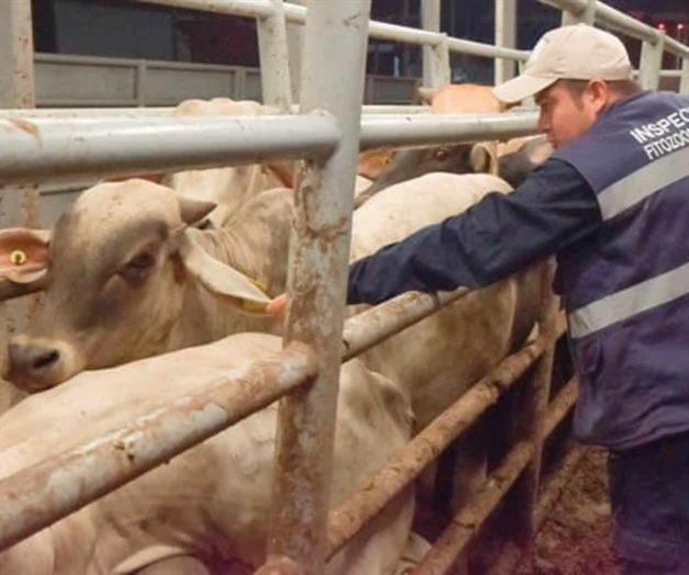 Exigen ganaderos vigilancia en el sur