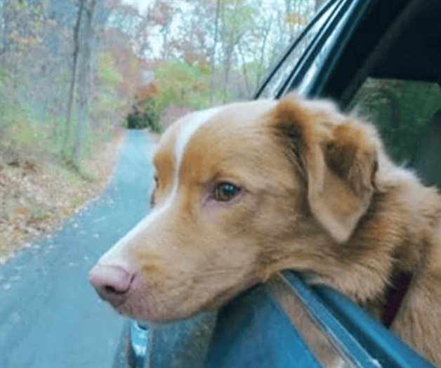 Perro de Good Boy recibe premio a Mejor Actuaci&oacute;n