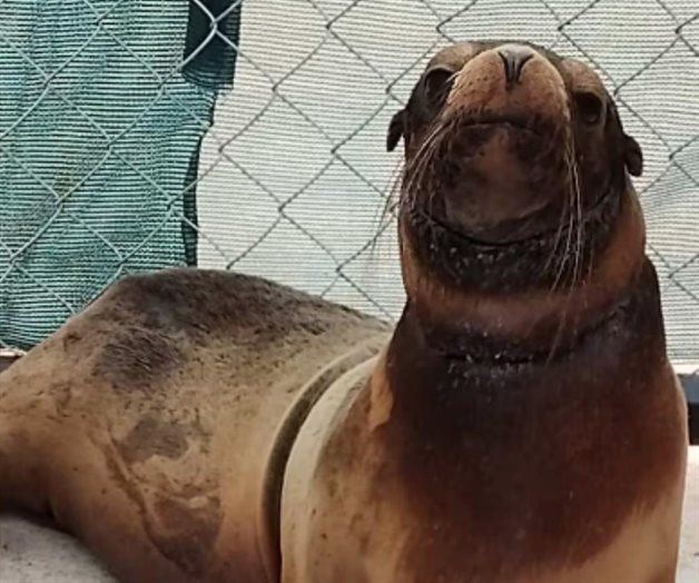 Liberan a loba marina rescatada en Sonora tras ser desenmallada