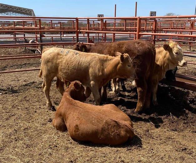Los productores listos para exportar ganado