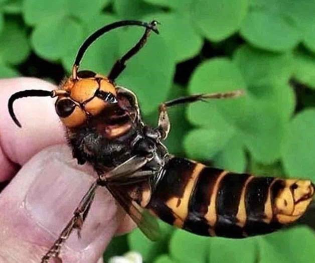 Abejas asesinas atacan hombre en Santa Rosa