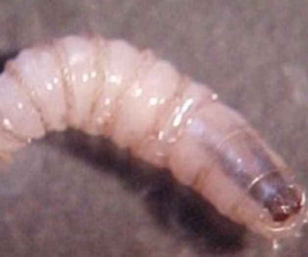 Gusano barrenador alcanza a animales silvestres