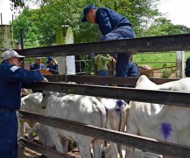 Refuerzan blindaje contra gusano barrenador