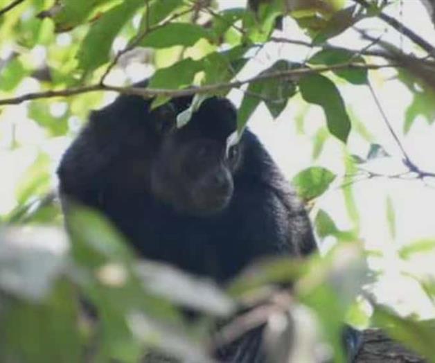 Infecci&oacute;n de gusano mata a primate en Chiapas