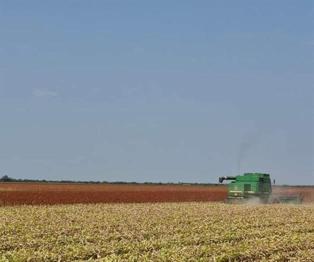 Arrancan trillas del ciclo primavera-verano 2025