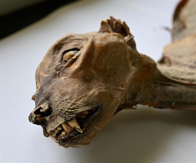 Guepardos momificados en cuevas de Arabia Saud&iacute; revelan informaci&oacute;n sobre poblaciones perdidas