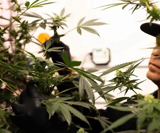 Floreciente industria de la marihuana medicinal