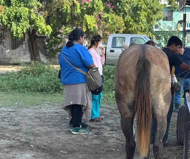 Gusano Barrenador puede afectar a humanos: Salud