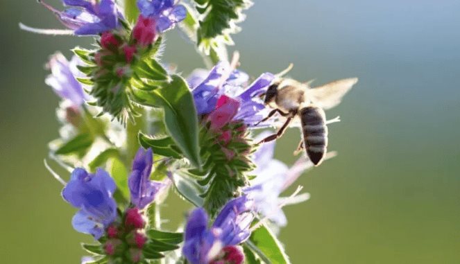 &iquest;C&oacute;mo atraer abejas a tu jard&iacute;n?; conoce qu&eacute; tipo de flores usar