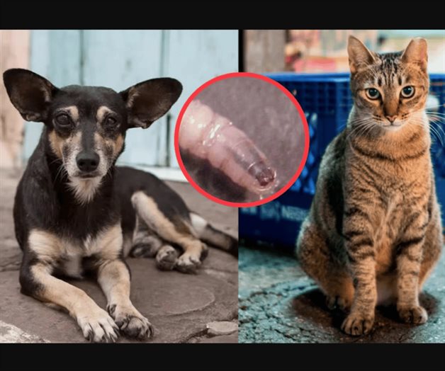 Identifican gusano barrenador en mascotas en M&eacute;xico