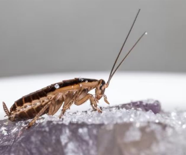 El remedio definitivo para eliminar las cucarachas de tu hogar