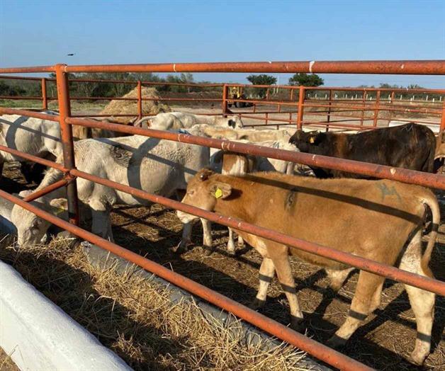 Alerta ganadera en Reynosa