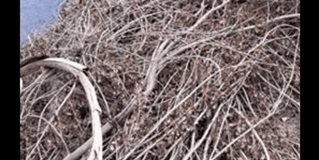 Colonia Petrolera clama atenci&oacute;n de autoridades