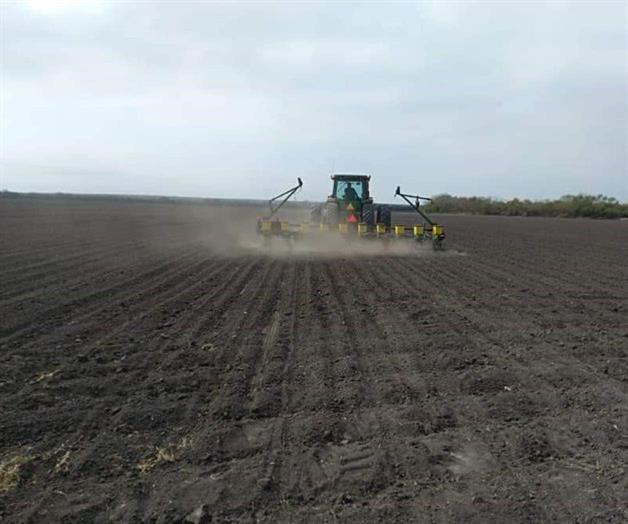 Lenta siembra de sorgo en el valle de San Fernando