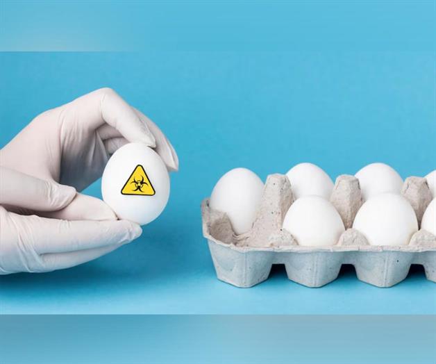 Lo que debes hacer para que los huevos no transmitan Salmonella