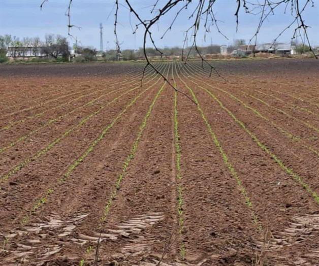 Temen campesinos ca&iacute;da de escarcha en siembras