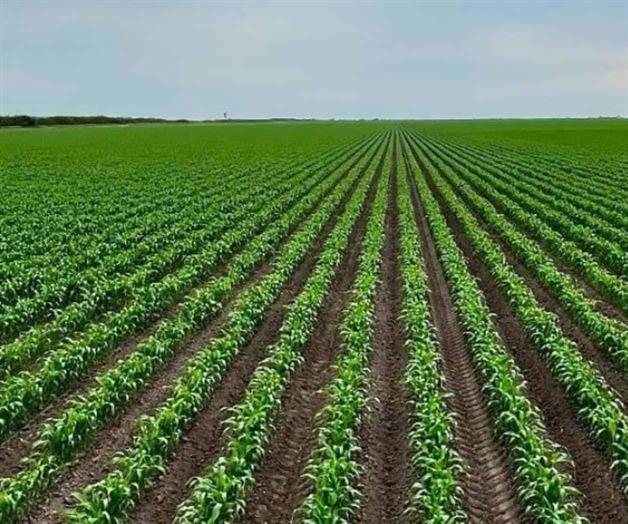 Arrancan siembras de ma&iacute;z blanco hoy martes