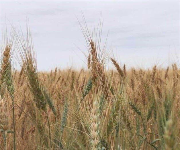 En proceso pago para productores agr&iacute;colas